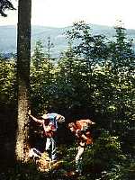 Aufstieg zum gro&szlig;en Arber durch den Wald