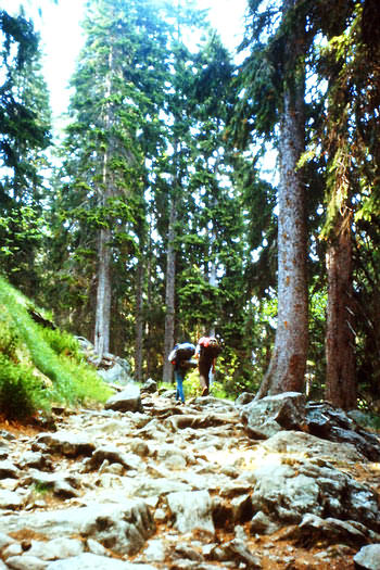 Aufstieg zum großen Arber durch den Wald