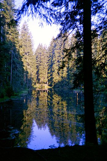 Übernachtet an einem See mitten im Wald