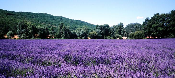 Lavendel in der Provence